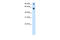 TATA-binding protein-associated factor 2N antibody, 27-295, ProSci, Immunohistochemistry frozen image 