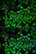 Hyaluronan Synthase 3 antibody, A6617, ABclonal Technology, Immunofluorescence image 