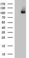 DExD/H-Box Helicase 58 antibody, LS-C338060, Lifespan Biosciences, Western Blot image 