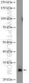 Phosphoribosyltransferase domain-containing protein 1 antibody, 11986-1-AP, Proteintech Group, Western Blot image 