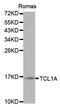 T-cell leukemia/lymphoma protein 1A antibody, A0629, ABclonal Technology, Western Blot image 