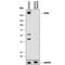 FAS antibody, AF5927, R&D Systems, Western Blot image 