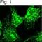 Coatomer subunit alpha antibody, PA1-067, Invitrogen Antibodies, Immunofluorescence image 