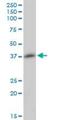 Transcription Elongation Factor A N-Terminal And Central Domain Containing antibody, H00170082-B01P, Novus Biologicals, Western Blot image 