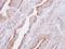 Protein Kinase C Beta antibody, NBP2-19846, Novus Biologicals, Immunohistochemistry frozen image 