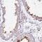 TBC1 domain family member 3 antibody, HPA052553, Atlas Antibodies, Immunohistochemistry frozen image 