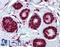 ELOVL Fatty Acid Elongase 5 antibody, LS-A8395, Lifespan Biosciences, Immunohistochemistry paraffin image 