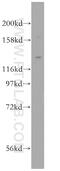 CD287 antibody, 17232-1-AP, Proteintech Group, Western Blot image 