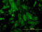 BGP antibody, LS-C196748, Lifespan Biosciences, Immunofluorescence image 