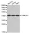 Casein Kinase 2 Alpha 1 antibody, abx000719, Abbexa, Western Blot image 