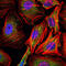 Cyclin B1 antibody, M00745-1, Boster Biological Technology, Immunofluorescence image 