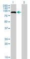 Phosphodiesterase 8A antibody, H00005151-M02, Novus Biologicals, Western Blot image 