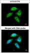 Bars antibody, LS-C185430, Lifespan Biosciences, Immunocytochemistry image 