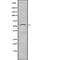 CD300a Molecule antibody, abx149077, Abbexa, Western Blot image 