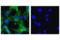L1 Cell Adhesion Molecule antibody, 89861S, Cell Signaling Technology, Immunofluorescence image 