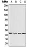 Collagen And Calcium Binding EGF Domains 1 antibody, LS-C353644, Lifespan Biosciences, Western Blot image 