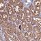 Frizzled Class Receptor 8 antibody, NBP1-87410, Novus Biologicals, Immunohistochemistry frozen image 