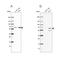 Splicing Factor 3a Subunit 2 antibody, NBP2-47281, Novus Biologicals, Western Blot image 