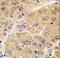 Sclerostin antibody, LS-C100509, Lifespan Biosciences, Immunohistochemistry paraffin image 