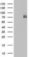 A-Raf Proto-Oncogene, Serine/Threonine Kinase antibody, M02061-1, Boster Biological Technology, Western Blot image 