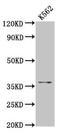 Fibrinogen Like 1 antibody, LS-C671735, Lifespan Biosciences, Western Blot image 