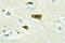 RNA Binding Motif Protein 5 antibody, LS-C177017, Lifespan Biosciences, Immunohistochemistry paraffin image 