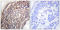 Ephrin B1 antibody, LS-C117521, Lifespan Biosciences, Immunohistochemistry frozen image 