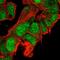 CLK4 Associating Serine/Arginine Rich Protein antibody, PA5-66494, Invitrogen Antibodies, Immunofluorescence image 