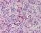 Thrombopoietin antibody, 49-744, ProSci, Immunohistochemistry frozen image 