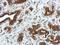 Glycine Receptor Alpha 2 antibody, LS-C185717, Lifespan Biosciences, Immunohistochemistry paraffin image 