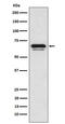 GATA Zinc Finger Domain Containing 2A antibody, M09194, Boster Biological Technology, Western Blot image 