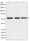 Beclin 1 antibody, M00327, Boster Biological Technology, Western Blot image 