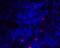 Inducible T Cell Costimulator Ligand antibody, 8687, ProSci, Immunofluorescence image 