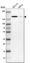 CARP-1 antibody, HPA007856, Atlas Antibodies, Western Blot image 