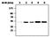 Glycogen Synthase Kinase 3 Beta antibody, MA5-17232, Invitrogen Antibodies, Western Blot image 