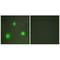 Forkhead Box H1 antibody, A09751, Boster Biological Technology, Immunofluorescence image 