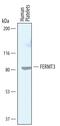 Fermitin Family Member 3 antibody, AF7004, R&D Systems, Western Blot image 