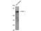 Protein Inhibitor Of Activated STAT 3 antibody, STJ95083, St John