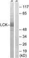 LCK Proto-Oncogene, Src Family Tyrosine Kinase antibody, A00425, Boster Biological Technology, Western Blot image 