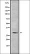 Rah1 antibody, orb378390, Biorbyt, Western Blot image 