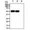 Enolase 2 antibody, GTX57673, GeneTex, Western Blot image 