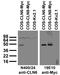 Ceroid-lipofuscinosis neuronal protein 6 antibody, 73-385, Antibodies Incorporated, Western Blot image 