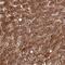 Tonsoku Like, DNA Repair Protein antibody, HPA046494, Atlas Antibodies, Immunohistochemistry frozen image 