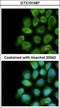 Cytochrome C Oxidase Subunit 5A antibody, GTX101487, GeneTex, Immunofluorescence image 
