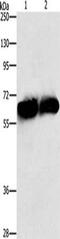 Asparagine Synthetase (Glutamine-Hydrolyzing) antibody, CSB-PA596240, Cusabio, Western Blot image 