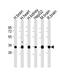 Potassium Calcium-Activated Channel Subfamily M Regulatory Beta Subunit 2 antibody, M08181, Boster Biological Technology, Western Blot image 