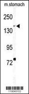 BCL6 Corepressor antibody, 62-852, ProSci, Western Blot image 