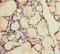 Adenylate Kinase 1 antibody, A50021-100, Epigentek, Immunohistochemistry paraffin image 