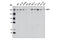 Bromodomain Adjacent To Zinc Finger Domain 1A antibody, 6255S, Cell Signaling Technology, Western Blot image 