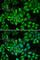 Ferritin Light Chain antibody, A1768, ABclonal Technology, Immunofluorescence image 